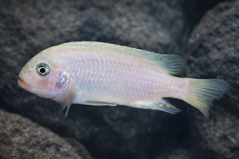 Maylandia callainos 'Kirondo'